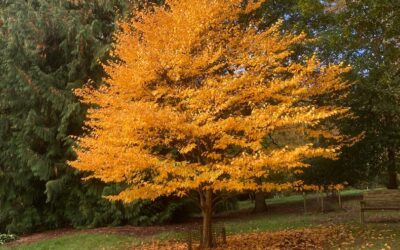 Autumn: a Time of Natural Change