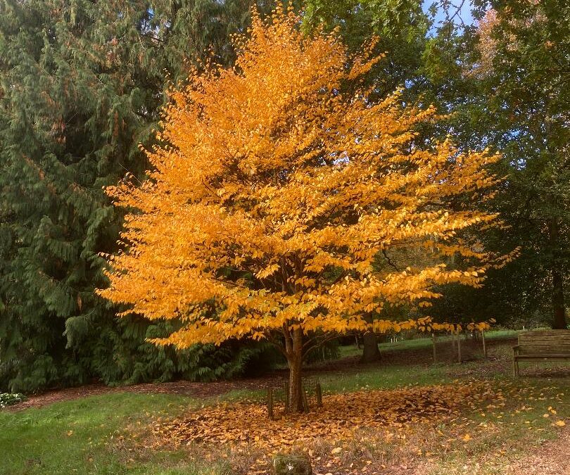 Autumn leaves fall from tree